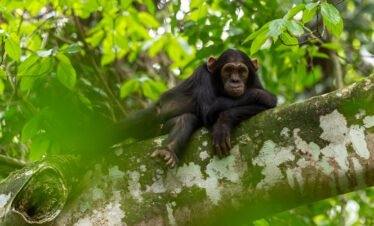 Uganda Primates & Nature Trail
