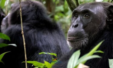 Gorilla Trekking Expedition – Bwindi Forest