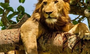 Pearl of Africa Wildlife Safari